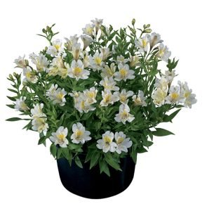 Alstroemeria_Summer_Sky