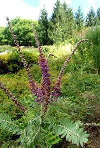Amorpha_canescens