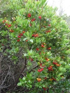 Arbutus_unedo