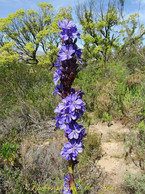 Aristea capitata, Aristea bleue de Madagascar - Pépinière l'Arc en Fleurs