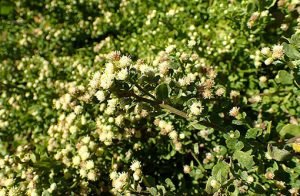 Baccharis_pilularis