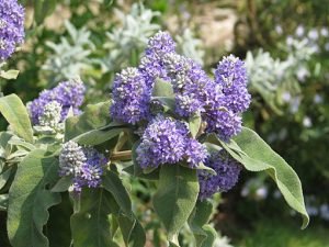 Buddleia_salviifolia