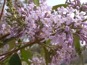 Buddleja_officinalis