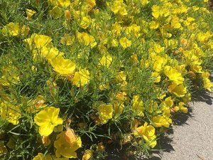 Calylophus_hartwegii