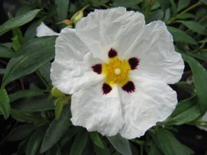Cistus_×_purpureus_Alan_Fradd
