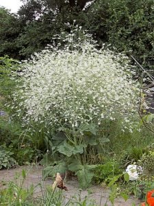 Crambe_cordifolia