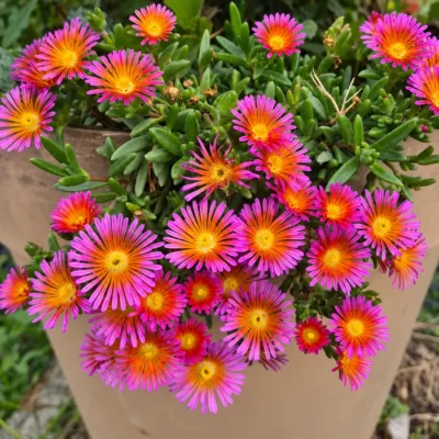 Fleurs roses et orange à cœur jaune du Delosperma Ocean Sunset Orange Glow