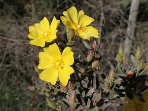 Halimium_lasianthum_subsp