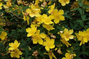 Hypericum_Hidcote