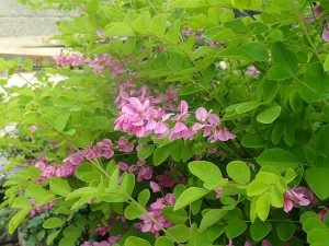 Indigofera_kirilowii