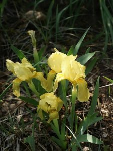 Iris_lutescens_jaune