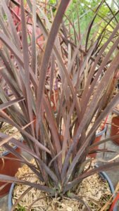Phormium tenax Rubra Nana, Lin de Nouvelle-Zélande nain