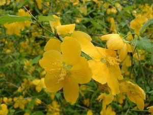 Kerria_japonica