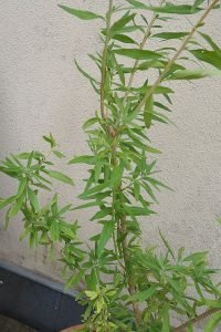 Lippia_polystacha