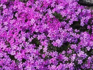 Phlox_subulata