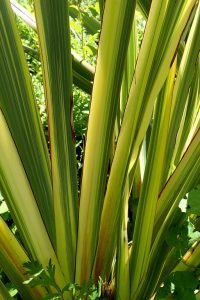 Phormium_tenax_variegata