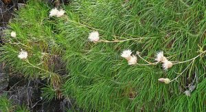 Ptilostemon_chamaepeuce