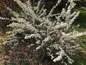 Spiraea_prunifolia