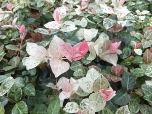 Trachelospermum_tricolor