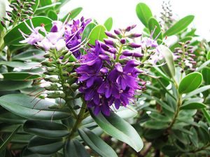 Veronica_franciscana_Blue_Gem