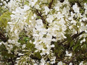 Wisteria_sinensis_alba