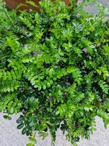 Zanthoxylum_beecheyanum