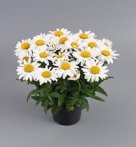 leucanthemum_ohh_la_lagrande