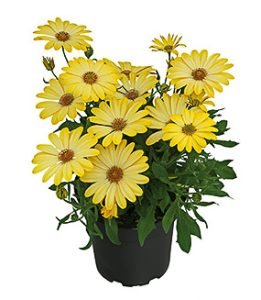 osteospermum_summersmile_light_yellow