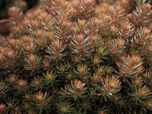 sedum_chocolate_ball