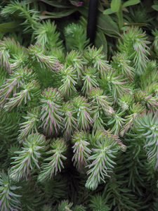 sedum_green_ball
