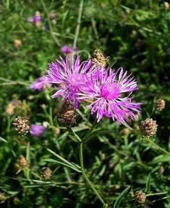 Centaurea_jacea