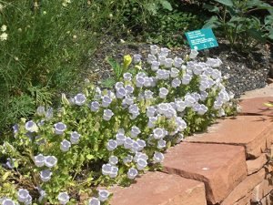 Campanula_incurva