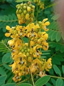 Cassia_hebecarpa