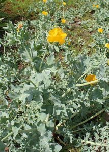 Glaucium_flavum
