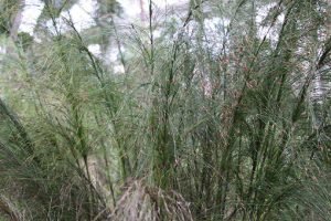 Ischyrolepis-subverticillata