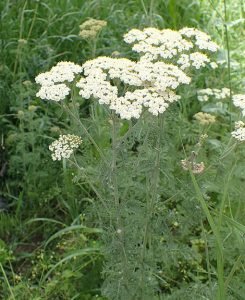Achillea_nobilis