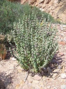 Ballota_hirsuta