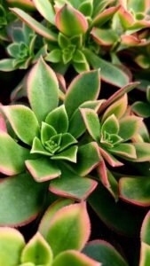 Aeonium davidbramwellii