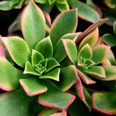 Aeonium davidbramwellii