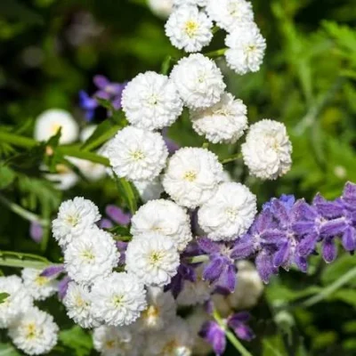 Petites fleurs doubles blanches en pompons de l’Achillea ptarmica ‘Noblessa’