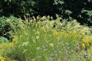 Achnatherum_calamagrostis