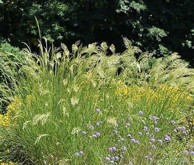 Accueil 15 Achnatherum_calamagrostis