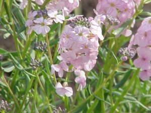 Fleurs roses et feuillage vert gris de l’Aethionema grandiflorum