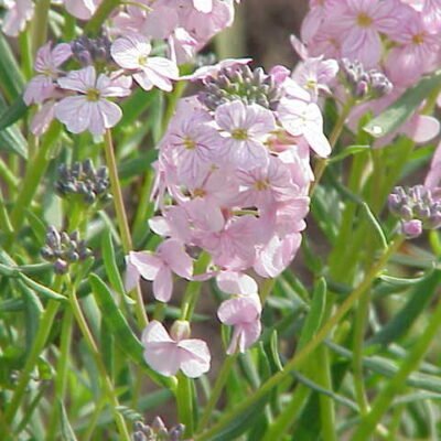 Fleurs roses et feuillage vert gris de l’Aethionema grandiflorum