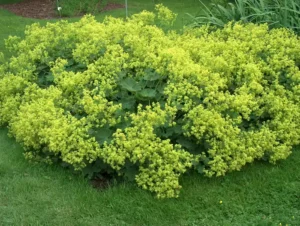 Floraison jaune vert et feuillage velouté de l’Alchemilla mollis, alchémille douce