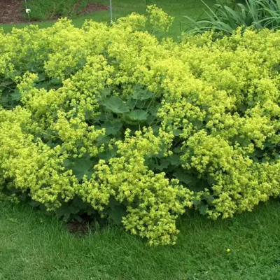 Floraison jaune vert et feuillage velouté de l’Alchemilla mollis, alchémille douce