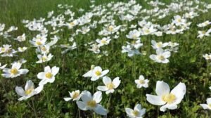 Anemone sylvestris aux fleurs blanches et étamines jaunes dans une prairie