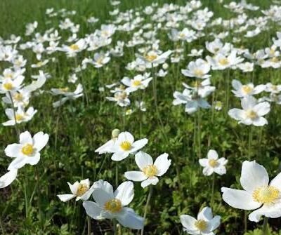 Anemone sylvestris aux fleurs blanches et étamines jaunes dans une prairie