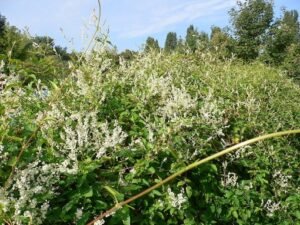 Fallopia_baldschuanica