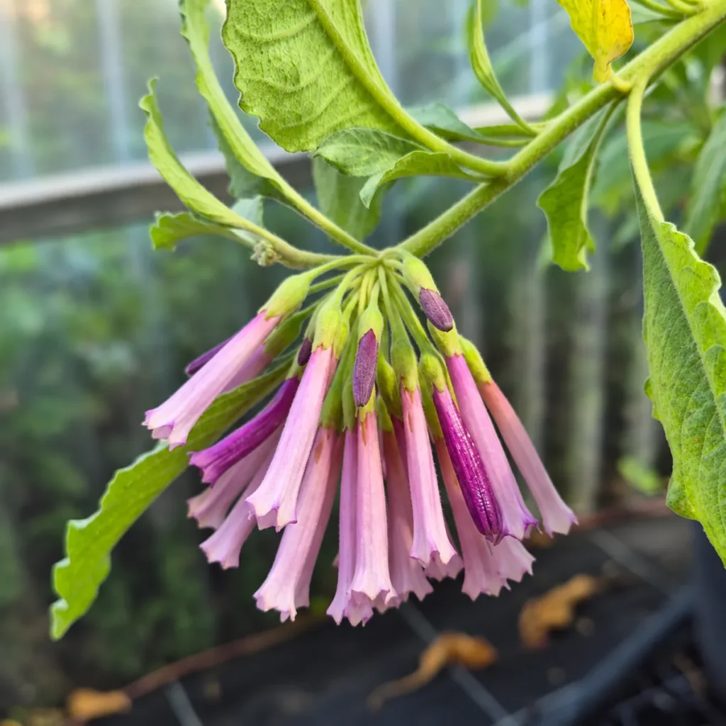 Bouquet pendant de longues fleurs tubulaires mauves et violettes d’Iochroma cyaneum